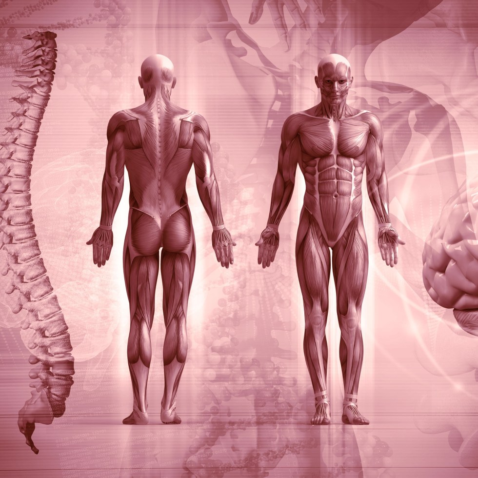 The Institute of Human Anatomy video about alcohol